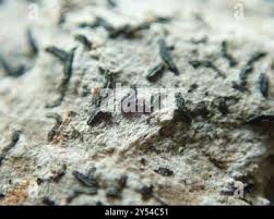 Attēlu rezultāti vaicājumam “Alyxoria varia”