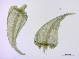 Attēlu rezultāti vaicājumam “Cratoneuron filicinum”