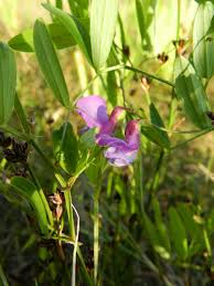 Attēlu rezultāti vaicājumam “Lathyrus palustris”