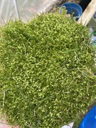 Attēlu rezultāti vaicājumam “Campylium chrysophyllum”