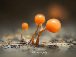 Attēlu rezultāti vaicājumam “Lignydium muscorum macro”