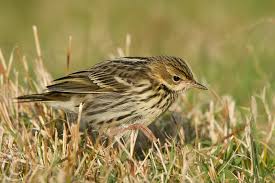 Image result for Anthus gustavi