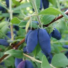 Attēlu rezultāti vaicājumam “Lonicera caerulea var. pallasii”