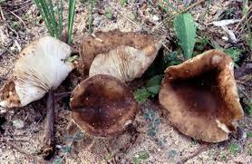 Image result for Melanoleuca rasilis var. pseudoluscina