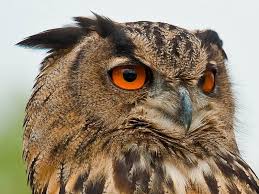 Attēlu rezultāti vaicājumam “Bubo bubo”