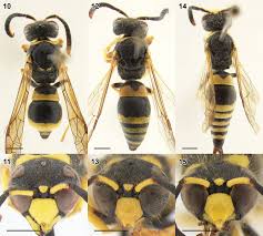 Attēlu rezultāti vaicājumam “Eumenidae”