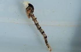 Attēlu rezultāti vaicājumam “Chironomidae larva”