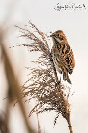 Attēlu rezultāti vaicājumam “Emberiza schoeniclus”