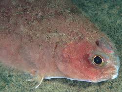 Image result for Glyptocephalus cynoglossus