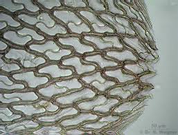 Attēlu rezultāti vaicājumam “Sphagnum russowii”