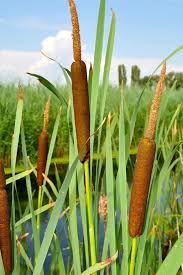 Attēlu rezultāti vaicājumam “Typha latifolia leaf”