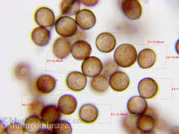 Attēlu rezultāti vaicājumam “Diderma roanense spores”