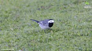 Image result for Motacilla alba