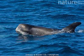 Image result for Grampus griseus