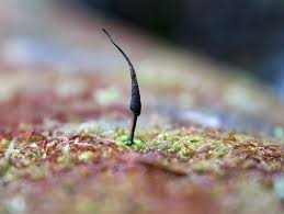 Attēlu rezultāti vaicājumam “Cordyceps stylophora”