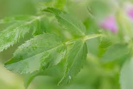 Attēlu rezultāti vaicājumam “Ononis arvensis leaf”