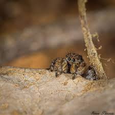 Attēlu rezultāti vaicājumam “Aelurillus v-insignitus”