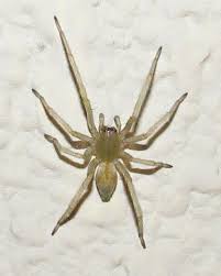 Attēlu rezultāti vaicājumam “Cheiracanthium sp.”