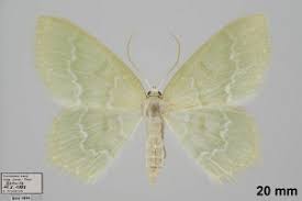 Attēlu rezultāti vaicājumam “Jodis putata”