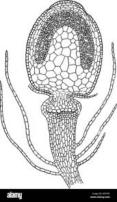 Attēlu rezultāti vaicājumam “Cephalozia bicuspidata sporophyte”