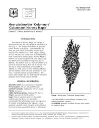Attēlu rezultāti vaicājumam “Acer platanoides fo. schwedleri”