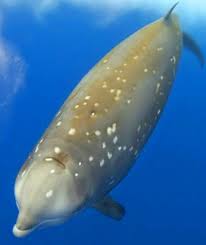 Image result for Ziphius cavirostris