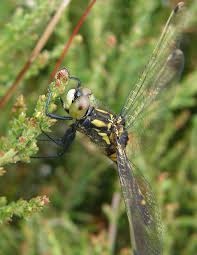 Attēlu rezultāti vaicājumam “Leucorrhinia dubia male”