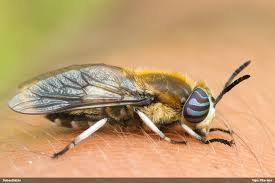 Attēlu rezultāti vaicājumam “Heptatoma pellucens”