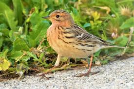 Image result for Anthus cervinus