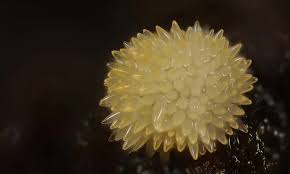 Attēlu rezultāti vaicājumam “Bactridium flavum”