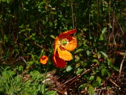 Image result for Meconopsis cambrica