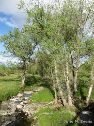 Attēlu rezultāti vaicājumam “Populus x petrowskyana”