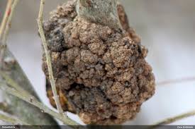 Attēlu rezultāti vaicājumam “Coenogonium pineti”