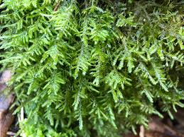 Attēlu rezultāti vaicājumam “Neckera complanata sporophyte”