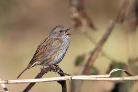 Attēlu rezultāti vaicājumam “Prunella modularis”