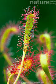 Attēlu rezultāti vaicājumam “Drosera anglica”