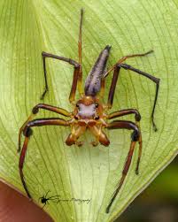 Attēlu rezultāti vaicājumam “Paradiacheopsis rigida macro”