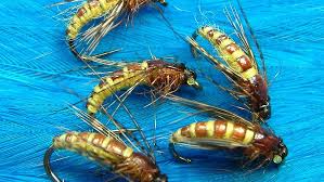 Attēlu rezultāti vaicājumam “Dicyphus nymph”