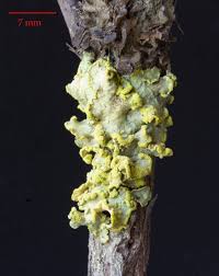 Attēlu rezultāti vaicājumam “Vulpicida pinastri”