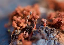 Attēlu rezultāti vaicājumam “Metatrichia sp.”