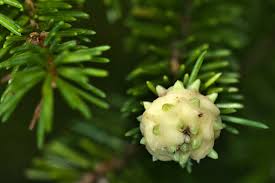 Attēlu rezultāti vaicājumam “Sacchiphantes abietis”