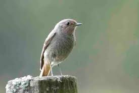 Attēlu rezultāti vaicājumam “Phoenicurus ochruros female”