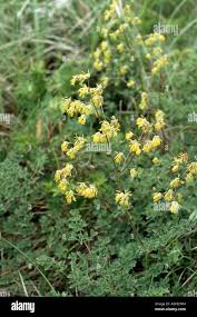 Attēlu rezultāti vaicājumam “Thalictrum minus”