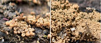 Attēlu rezultāti vaicājumam “Merismodes anomala”