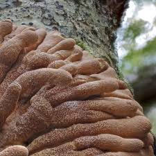 Attēlu rezultāti vaicājumam “Hypocreopsis lichenoides”