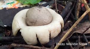Attēlu rezultāti vaicājumam “Geastrum fimbriatum”