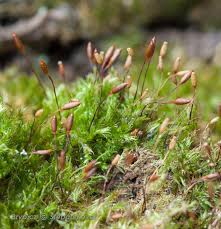 Attēlu rezultāti vaicājumam “Pylaisia polyantha”