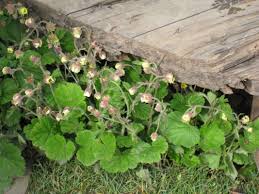 Attēlu rezultāti vaicājumam “Geum rivale leaf”