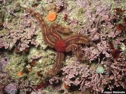 Attēlu rezultāti vaicājumam “Ophiotheca sp.”