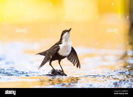 Attēlu rezultāti vaicājumam “Cinclus cinclus adult”